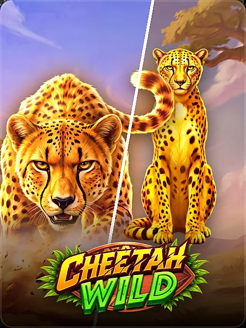 Cheetah Wild, Pragmatic Play, Face-off